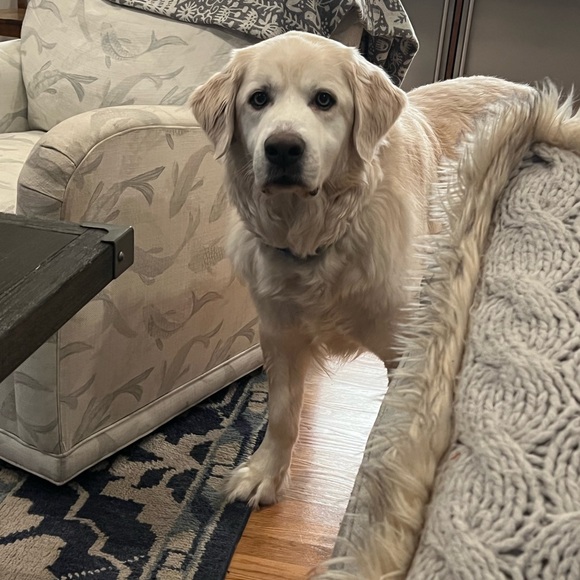 Meet your Posh Ambassador, Amy - Picture 5 of 5